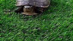 Kuya batok alias kura-kura batok (Cuora amboinensis) adalah sejenis kura-kura yang tergolong suku Geoemydidae. Menyebar luas dari India di sebelah barat hingga Maluku di timur, kura-kura ini dikenal dalam bahasa Inggris sebagai Amboina Box Turtle atau Southeast Asian Box Turtle. Nama spesiesnya merujuk pada Amboina (nama lama Ambon), yakni lokasi asal tipe spesies ini. . #kurakura #kurakuraambon #turtle #turtles #hewan #animal #pet #kuyabatok #kurakurabatok #cuoraamboinensis #amboniaboxturtle #s