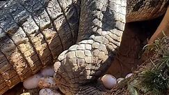 Wow! This huge female saltwater crocodile laid 65 eggs this morning! 😮😮😮 #layingeggs #crocodile #reptiles #animals #givingbirth #saltwatercrocodile #malaysia #sarawak #buaya #buayabertelur #telurbuaya | Jong's Crocodile Farm & Zoo Kuching