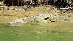 Massive crocodile spotted devouring smaller crocodile