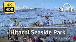 [4K/HDR/Binaural] Hitachi Seaside Park Walking Tour - Ibaraki Japan