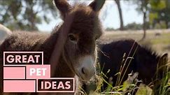 Miniature Mediterranean Donkeys | PET | Great Home Ideas