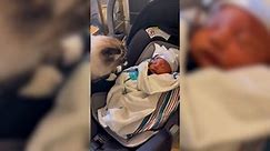 Cat Vomits After Meeting Owner’s Newborn Baby: ‘What A Way To Protest’