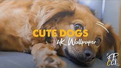 Cute and Funny Dog Videos (Epic 4K Live Wallpaper) - Cute Puppies Screensaver Video | FREE DOWNLOAD
