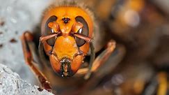 Bees make "fear screams" as murder hornets attack