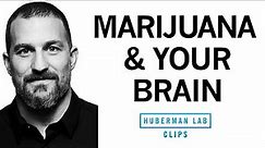 How Marijuana Affects the Brain & Body | Dr. Andrew Huberman