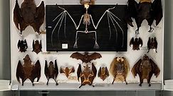 🦇The Museum’s bat collection includes about 500 species, over one-third of bat species in the world. This display represents 71 of those species! Using this collection and additional data, Museum biologist Nancy Simmons and other scientists have been able to discover more than 20 new bat species every year—and identify which ones are threatened. 🌟Learn more on your next visit. We’re open daily from 10 am-5:30 pm. #museums #amnh #bats #mammalogy #STEM #halloween | American Museum of Natural His