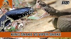 Viper Snake Vs King Snake - Animal vs Animal [HD]