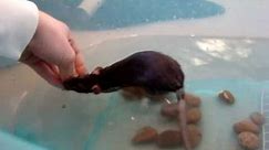 Pet rats swimming - OK so its mostly Splodge