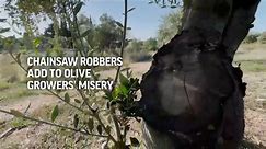Chainsaw robbers add to olive growers’ misery
