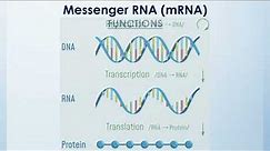 Chemistry of Nucleotides and Nucleic Acids Lecture 4