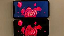 iPhone 12 OLED (Super Retina XDR) vs iPhone 11 LCD Screen Comparison Test