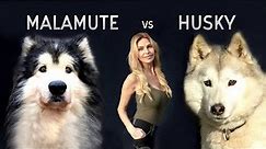 GIANT ALASKAN MALAMUTE Versus THE SIBERIAN HUSKY DOG