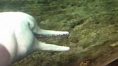 Dolphin Decapitates Fish Then Uses It to Get Off