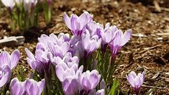 Purple crocuses bloom in early spring in a Halifax park in Canada. Canada Park in Nova Scotia would likely be a picturesque location to see these flowers in full bloom.