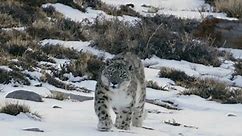 Snow Leopard Walking In Stealth Ready To Attack
