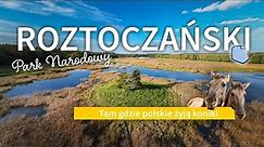 Roztoczański Park Narodowy. Szukamy konika polskiego 🐎 i grzybów 🍄 Najpięknieszy fragment Roztocza!