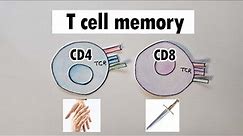 T cell memory | CD4 and CD8 T cell memory