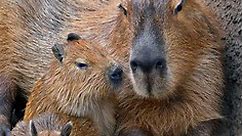 A Capybara Is the Largest Rodent in the World and the Ultimate Social Animal