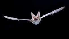 Rare bat on brink of UK extinction