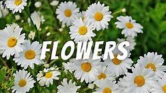 Beautiful Flowers Cinematic Video HD (No Copyright Music) | Flower Garden 4K | Amazing Nature