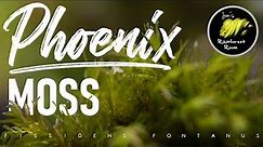 How To Attach & Care For Phoenix Moss (Fissidens Fontanus)
