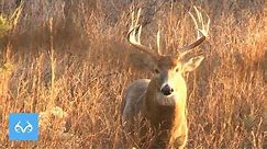 Buck JUMPS Fence | Giant Kansas Whitetail | Monster Bucks Monday