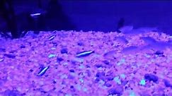 Tetra neon em aquário com luz led RGB (compartilhe)
