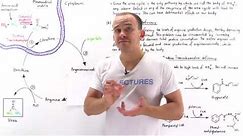 Defects in Urea Cycle and Hyperammonemia