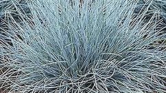 CHUXAY GARDEN Festuca Glauca-Blue Fescue Grass 50 Seeds All Season Ornamental Grass Seed