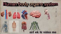Human body organs system /anatomy and physiology/11 major organ systems of the human body explained