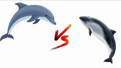 Dolphins vs Porpoises