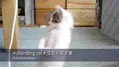 Know Your Meme: Standing Cat