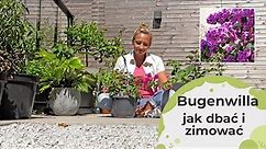 Bugenwilla uprawa i pielęgnacja w Polsce. Jak nawozić, podlewać i zimować bugenwillę?