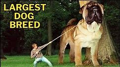 Top 10 Largest Dog Breed In The World