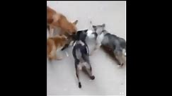 Four wild dogs attack kill and eat cute cats that are unable to fight