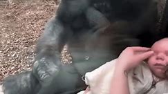 A Female Gorilla at the Zoo Carries... - Carnival of animals