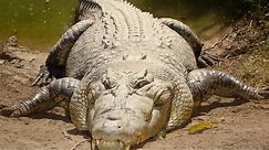 Saltwater Crocodile - The Largest Reptile In The World / Documentary (English/HD)