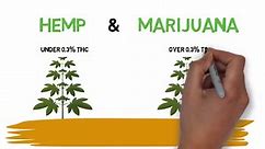 The Differences Between Hemp & Marijuana