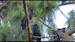 Jack & Anna update - All 4 baby ravens fledge the nest!