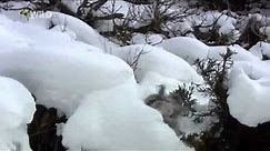 National Geographic documentary - Wild Japan - Nature Documentary