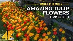 Amazing Tulip Flowers in 4K UHD - NO LOOP Best Shots of Colorful Flower Fields + Nature Sounds - #1