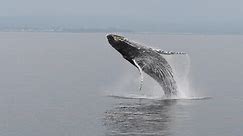 Breaching Humpback Whales 3-28-20