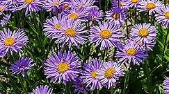 Outsidepride 4000 Seeds Perennial Blue Aster Alpinus Flower Seeds for Planting