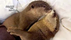 A Glimpse inside the Beds of Otters [Otter Life Day 842]