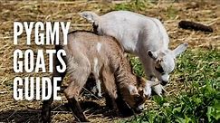 Pygmy Goats: All You Need to Know