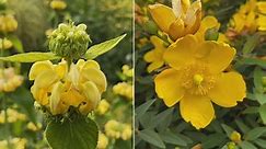 Phlomis russeliana y Hypericum calycinum: dos plantas de floración amarilla (características, poda...) - Jardinatis