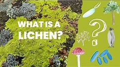 What are lichens? | Introduction to lichens and their place among living organisms