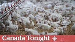 Canada not staying ahead of avian flu | Canada Tonight