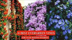 11 Best Evergreen Vines for Year-Round Interest #vines #creepers #vine