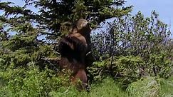 Grizzly Man 2005 - zeberzee